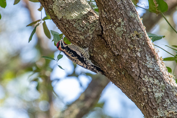 sapsucker 3 huntington beach 2022_03_05-facebook