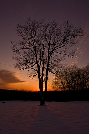 Rockland - Sunset Tree