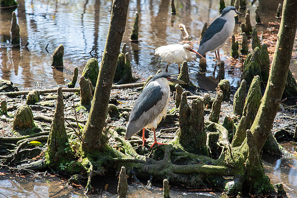 brookgreen gardent night heron 2 2022_03_07-facebook