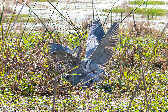 great blue heron fight 1 sweetwater 2022_02_13-facebook