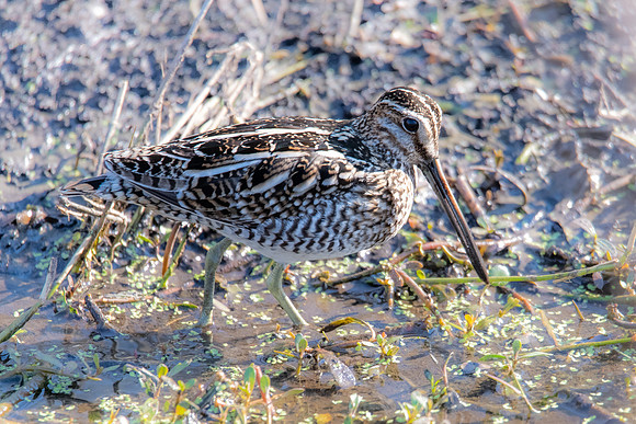 wilsons snipe paynes prairie 2022_02_11-facebook