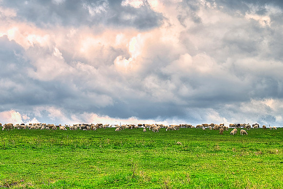 Nickleville - Sheep on the Horizon