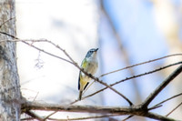 blue headed vireo 2 2026_01_26