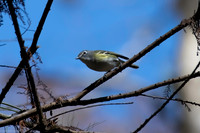 blue headed vireo 2026_01_26