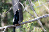 anhinga highlands hammock 2026_01_30