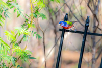 painted bunting celery fields 2026_01_22-10-2