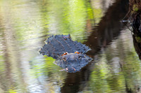 gator highland hammock 2026_01_30-3