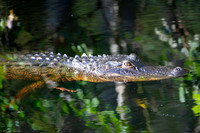 gator highland hammock 2026_01_30-13