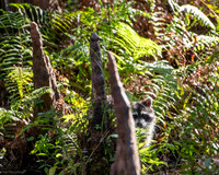 raccoon highland hammock 2026_01_30-1