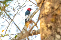 red headed woodpecker highland hammock 2026_01_30-4
