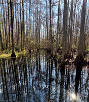 reflections highlands hammock 2026_01_30