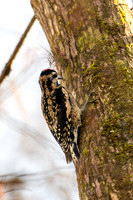 yellow bellied sapsucker highlands hammock 2026_01_30