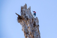 red headed woodpecker highland hammock 2026_01_30-3