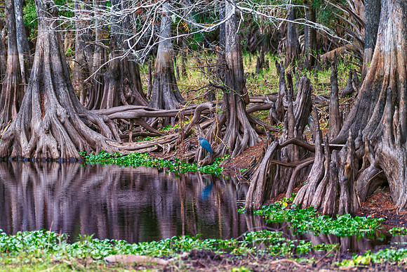 fisheater little blue and cypress 2025_12_15-10