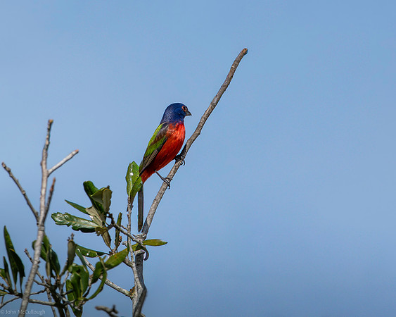 painted bunting celery fields 2026_01_22-3