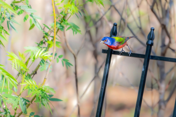painted bunting celery fields 2026_01_22-10-2