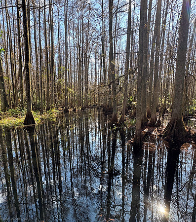 reflections highlands hammock 2026_01_30