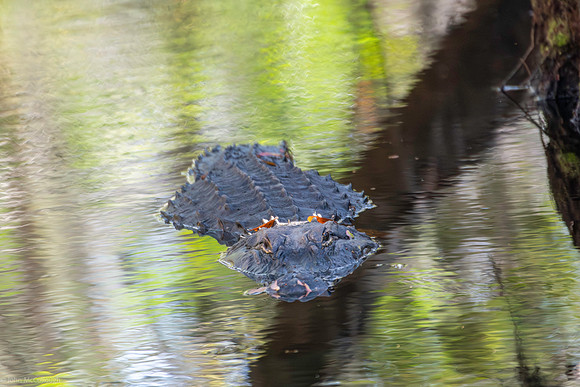 gator highland hammock 2026_01_30-3