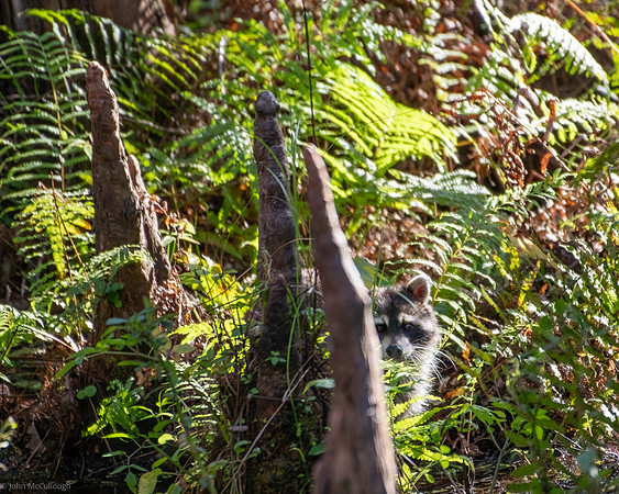 raccoon highland hammock 2026_01_30-1