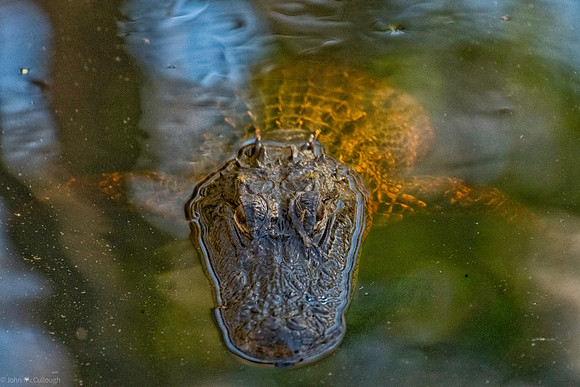 gator highland hammock 2026_01_30-10