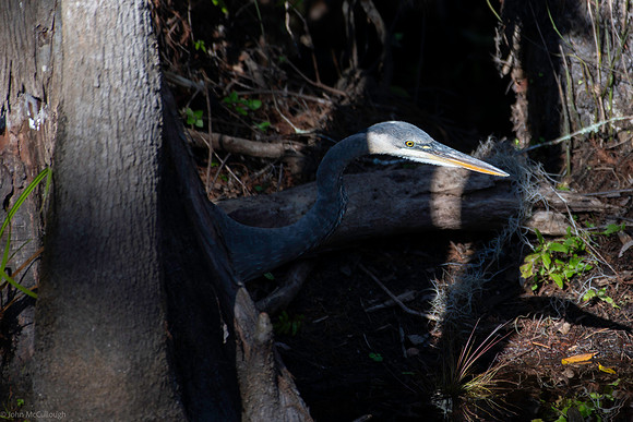 Great Blue Heron in the Shadows