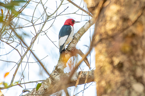 red headed woodpecker highland hammock 2026_01_30-4