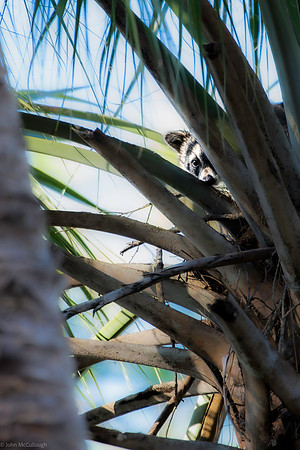 raccoon highland hammock 2026_01_30-5