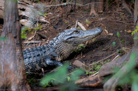 gators highlands hammock dam 2026_02_04-4
