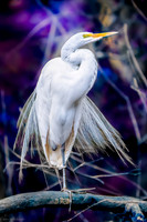egret plumage hammock dam 2026_02_04-6