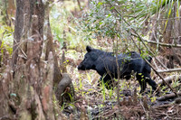 wild pig highlands hammock 2026_02_04