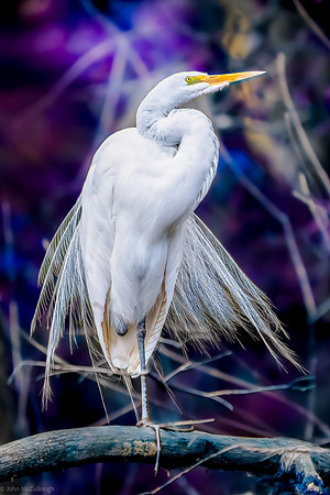 egret plumage hammock dam 2026_02_04-6