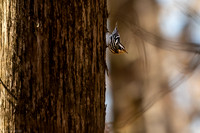 black and white warbler 2026_02_04-12