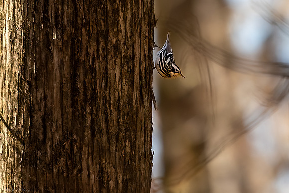 black and white warbler 2026_02_04-12