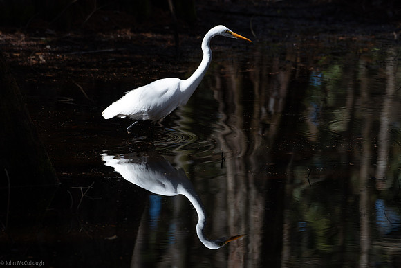 egret reflection 2026_02_04-21