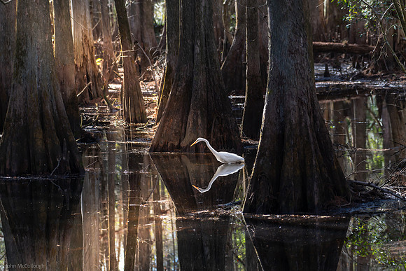 egret reflection 2026_02_04-1