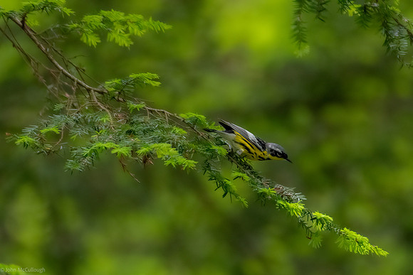 manolia warbler