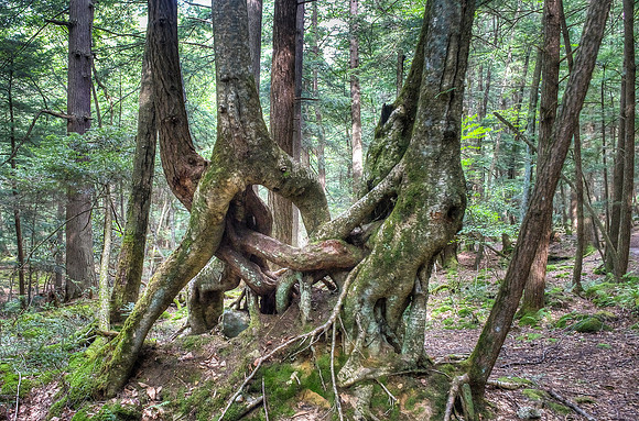 Cook Forest - Fighting Trees