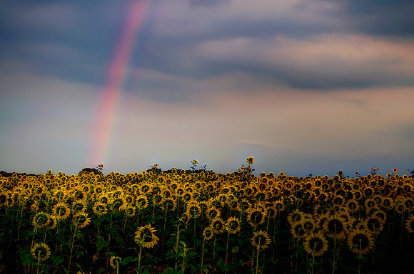 Sunflower Rainbow