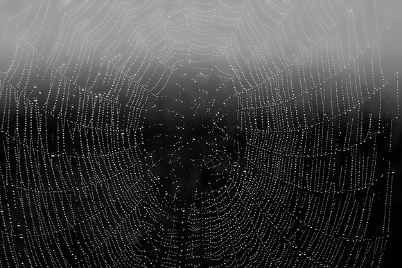 Rockland - Spider Web