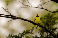 hooded warbler 2026_05_16-5