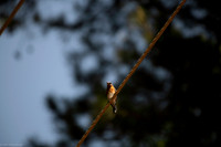 eastern bluebird 2026_05_14-14