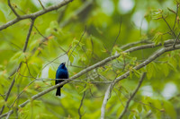 indigo bunting 2026_05_16-13-Edit