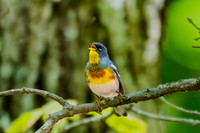 northern parula 2026_05_10-41