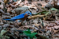 eastern bluebird 2026_05_14-7