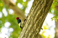 red headed woodpecker 2026_05_14