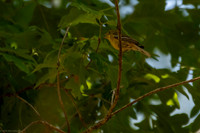 pine warbler 2026_05_14-6