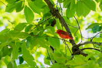 summer tanager 2026_05_14-3