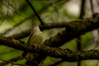 swainsons warbler 2026_05_16-8-Edit
