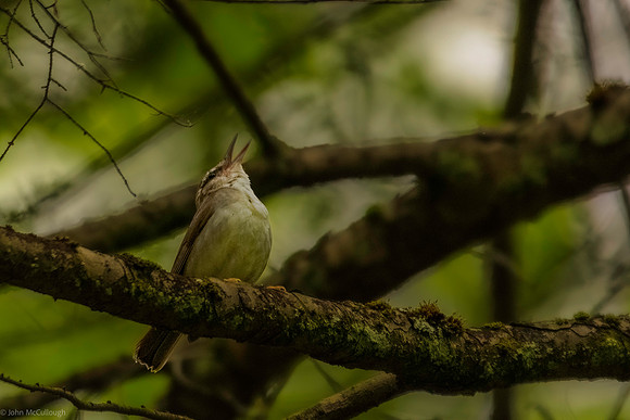 swainsons warbler 2026_05_16-8-Edit