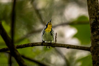 yellow throated warbler 2026_05_16-17